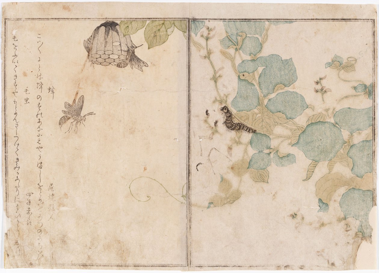 Larver og bier af Kitagawa Utamaro
