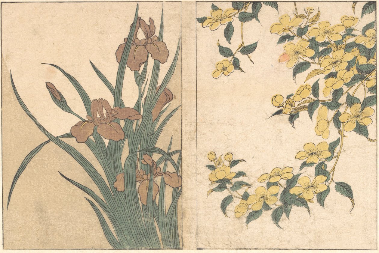 Cherry Blossoms and Irises, fra den illustrerede bog Flowers of the Four Seasons, 1801. af Kitagawa Utamaro