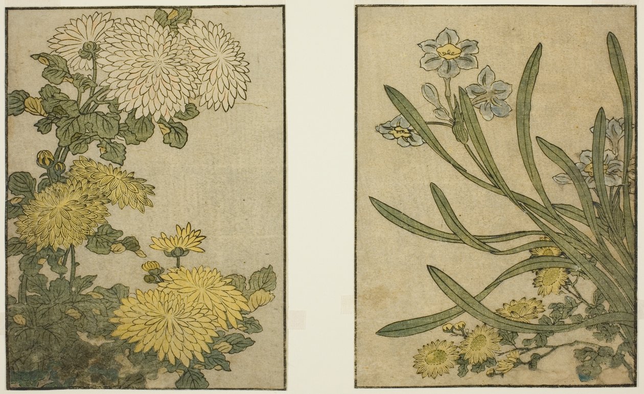 Chrysanthemum og Narcissus, fra den illustrerede bog "Billedbog: Blomster af de fire sæsoner (Ehon Shiki no Hana)," Vol. 2 af Kitagawa Utamaro