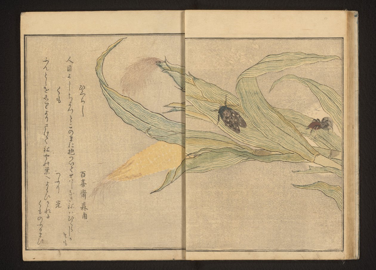 Cikader og edderkop på majs af Kitagawa Utamaro
