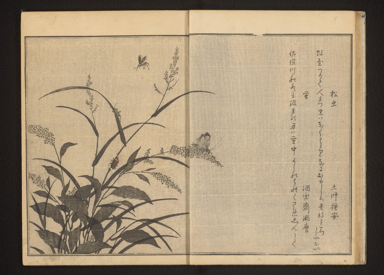 Cricket og ildfluer på polygonum og allerede af Kitagawa Utamaro