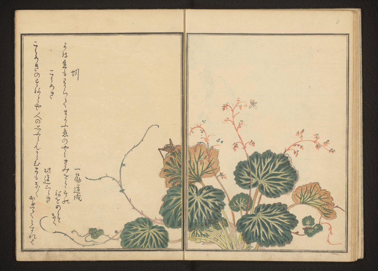 Regnorm og sort cricket på krybende saxifrage af Kitagawa Utamaro