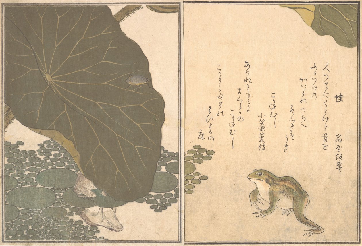 Flog Frog, efter LD Beet Gold Ignore. . . , 1788. af Kitagawa Utamaro