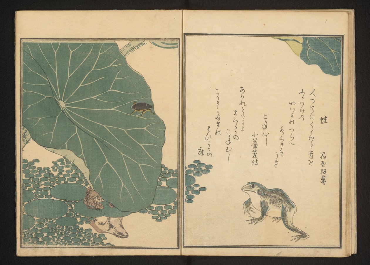 Frøer og guldlus nær lotus af Kitagawa Utamaro