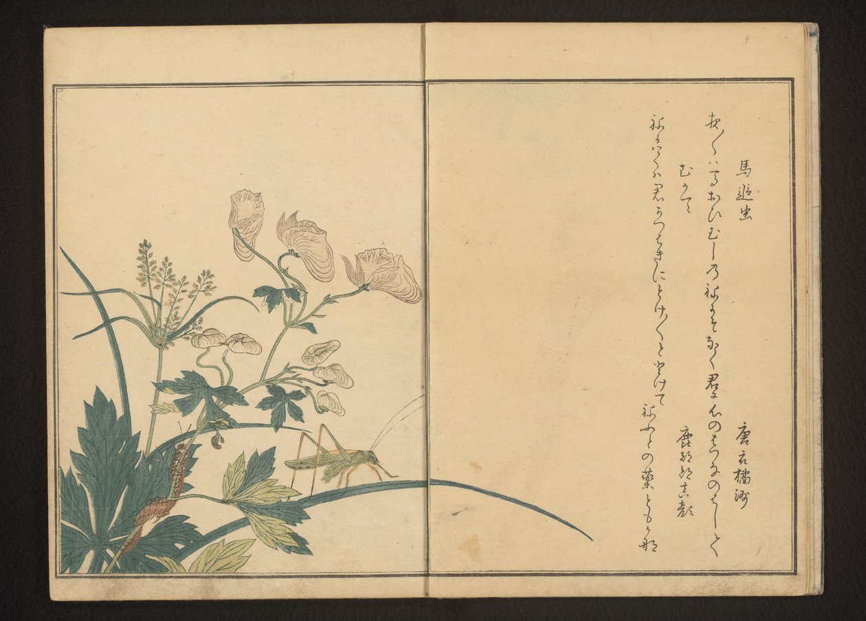 Græshoppe og tusindben på akonitplante af Kitagawa Utamaro
