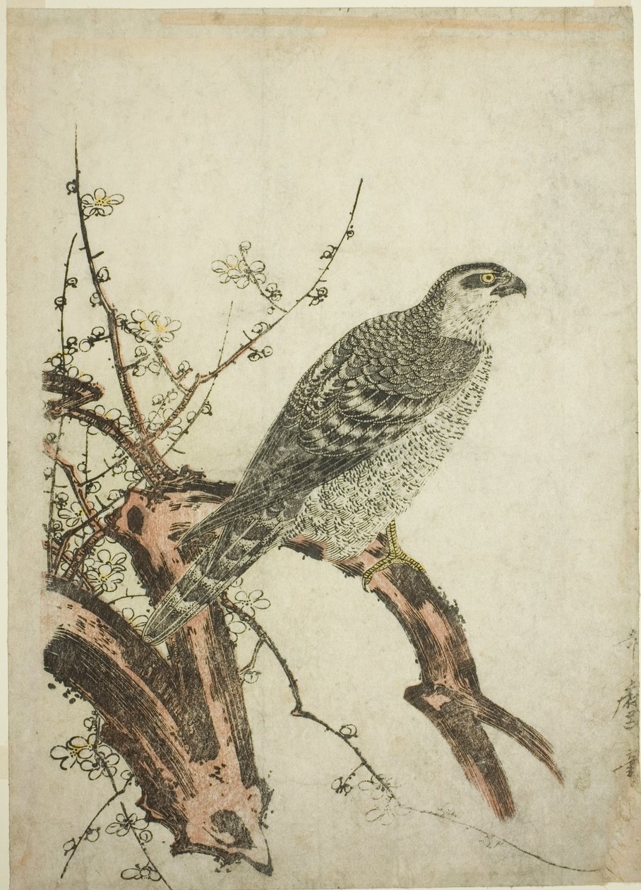 Høg på en blommegren af Kitagawa Utamaro