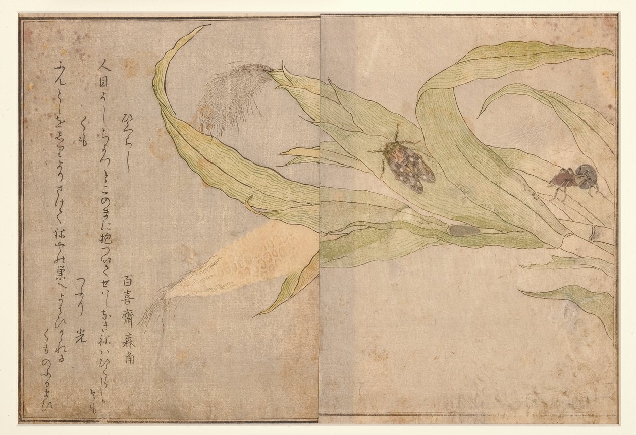 Higurashi og edderkop, 1788 (træsnit) af Kitagawa Utamaro