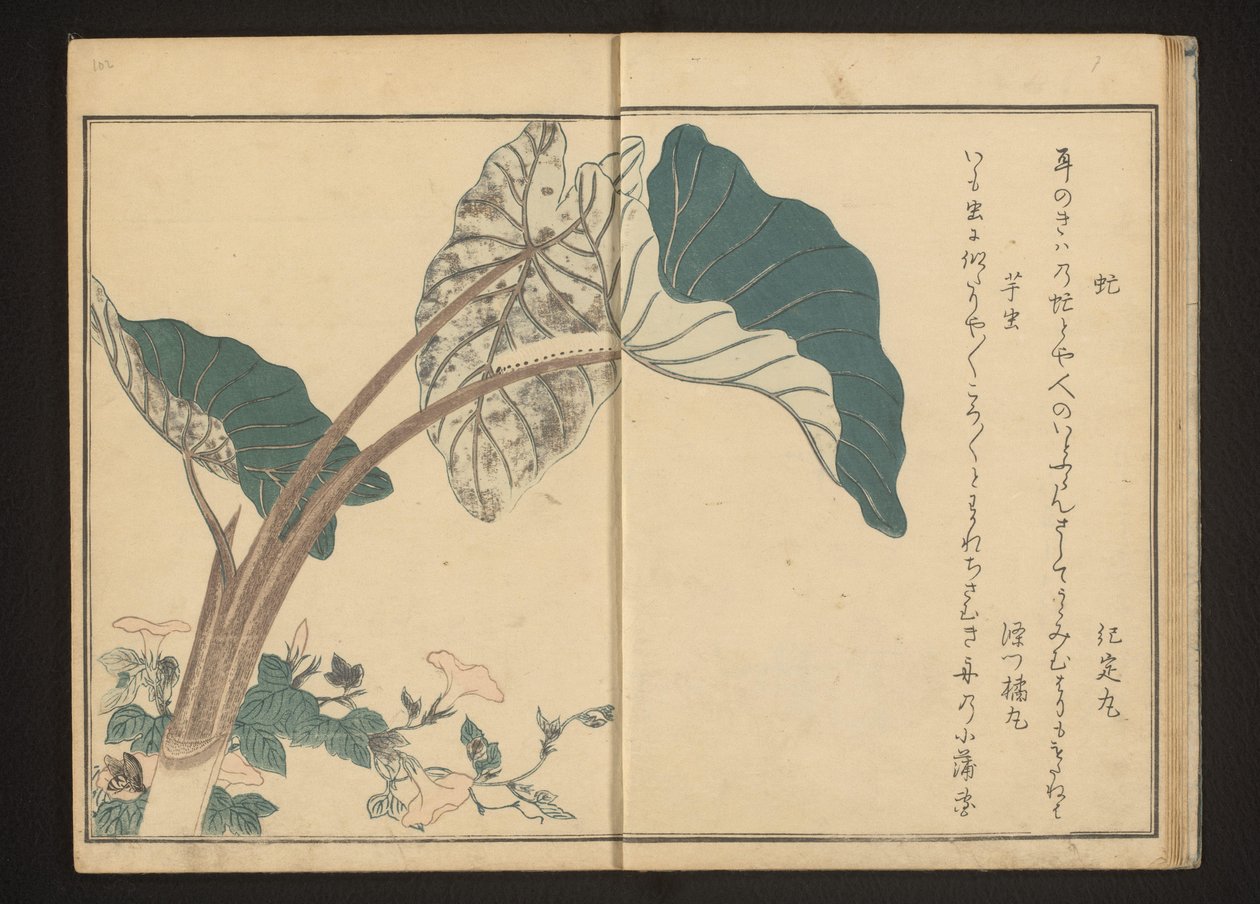 Hesteflue på bindweed og larve på taroplante af Kitagawa Utamaro