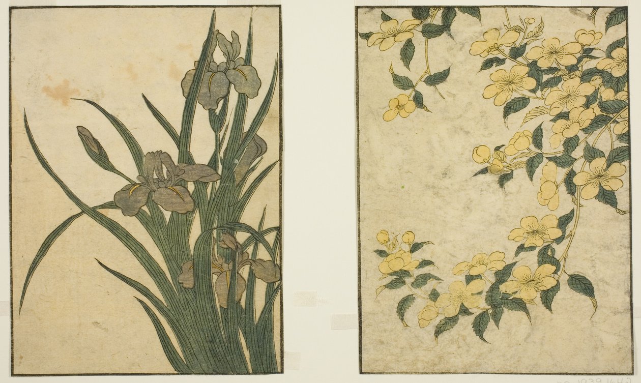 Kerria og Iris, fra den illustrerede bog "Picture Book: Flowers of the Four Seasons (Ehon shiki no hana)," vol. 1 af Kitagawa Utamaro