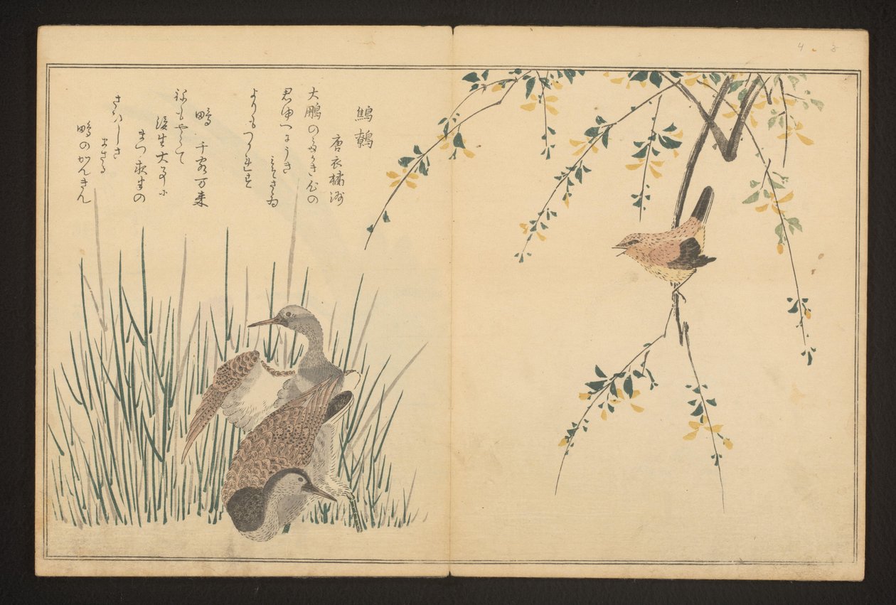 Gråænd og isfugl af Kitagawa Utamaro