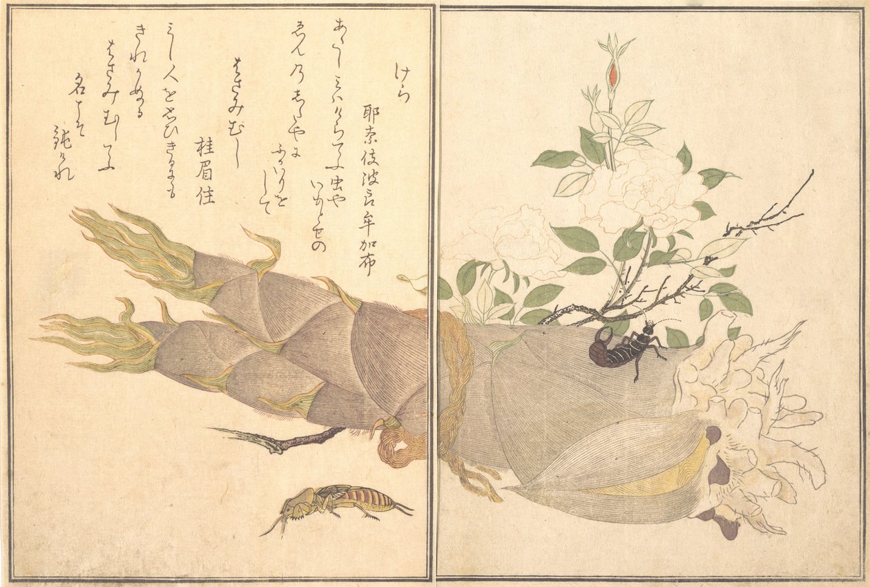 Mole Cricket Kera, Earwig, Hasami-mushi..., 1788. af Kitagawa Utamaro