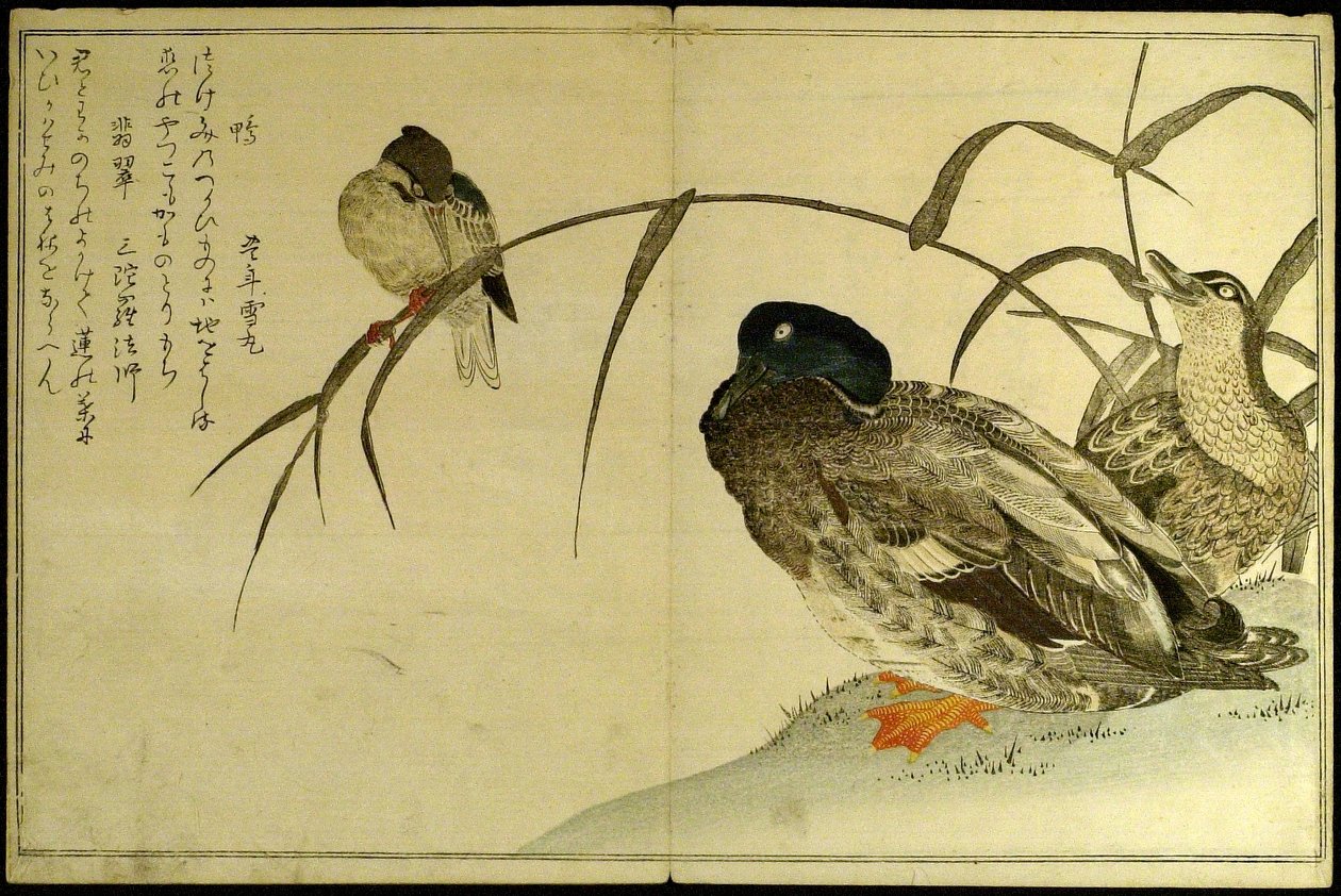 Myriader af fugle: En Kyoka-konkurrence (Momo chidori kyoka awase) af Kitagawa Utamaro