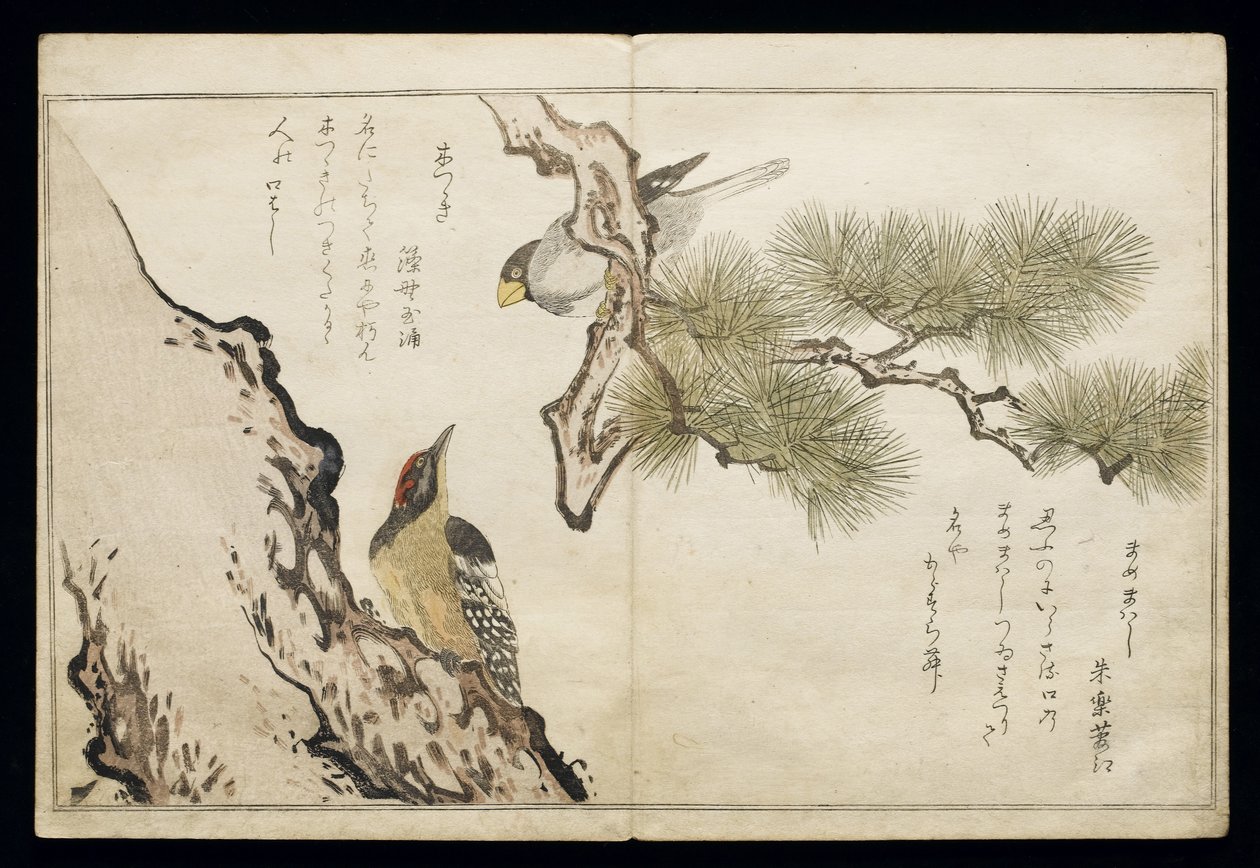 P.332-1946 Vol.1 f.3 Hawfinch and a Woodpecker, fra et album 