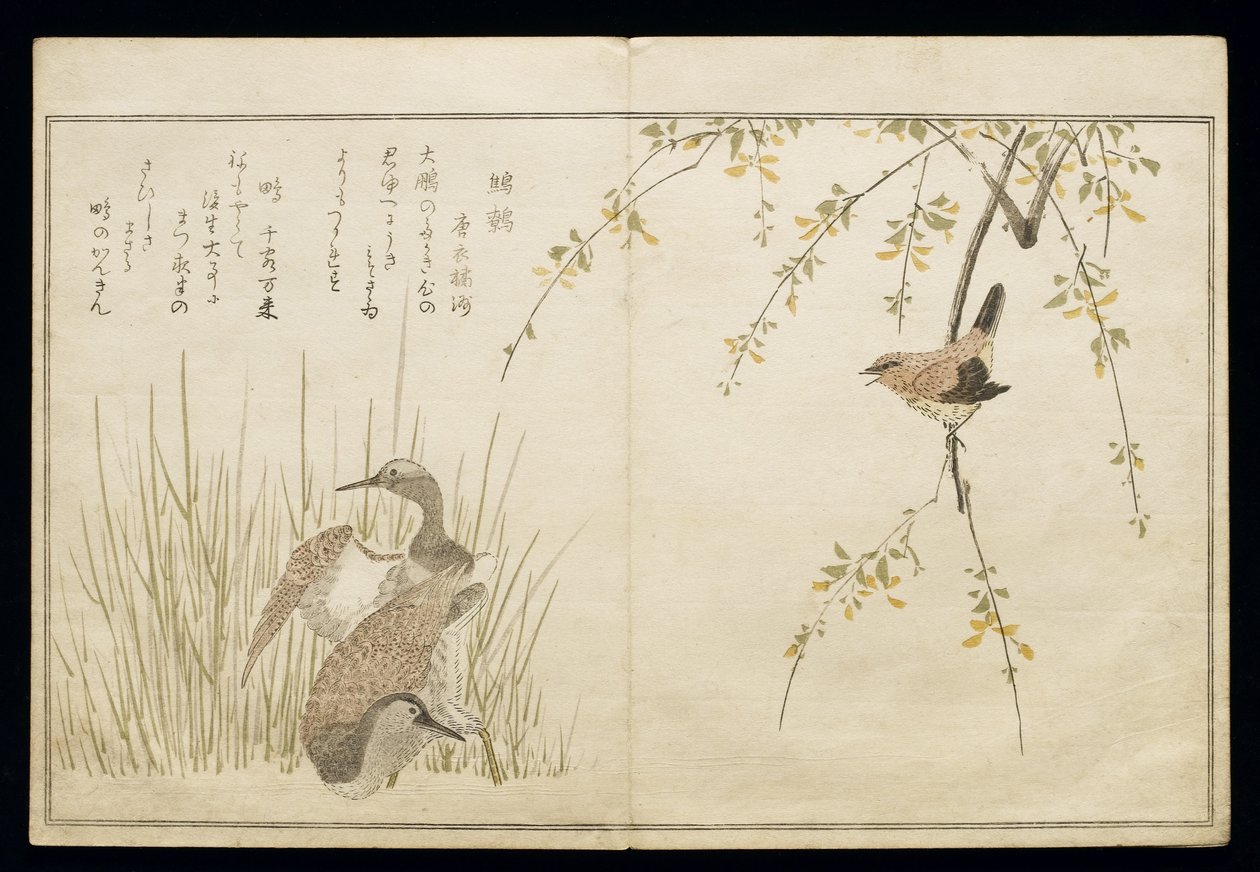P.332-1946 Vol.1 f.5 Wren and a par Snipe, fra et album 