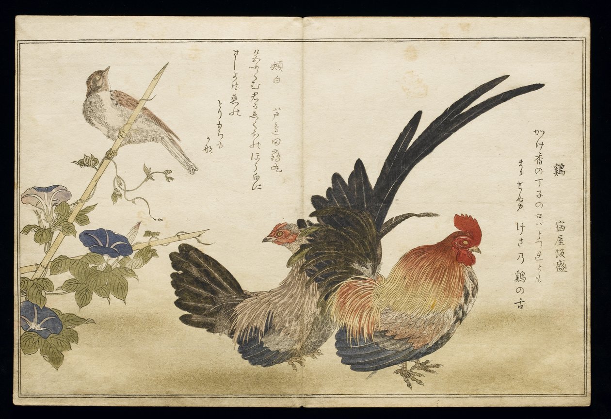 P.332-1946 Vol.1 f.8 Hane og høne til højre med en bynke til venstre, fra et album "Birds compared in Humorous Songs" ("Momo Chidori Kyoka Awase"), 1791 (farve-træsnit) af Kitagawa Utamaro