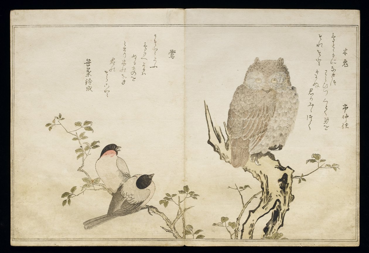 P.332-1946 Vol.2 f.4 An Owl and two Eastern Bullfinches, fra et album 