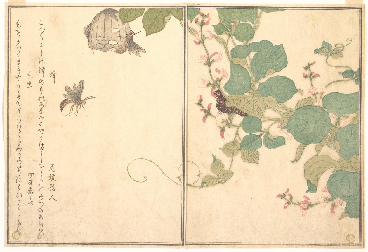 Papirhveps (Hachi); håret larve (Kemushi), fra Billedbogen om krybende skabninger (Ehon mushi erami) af Kitagawa Utamaro
