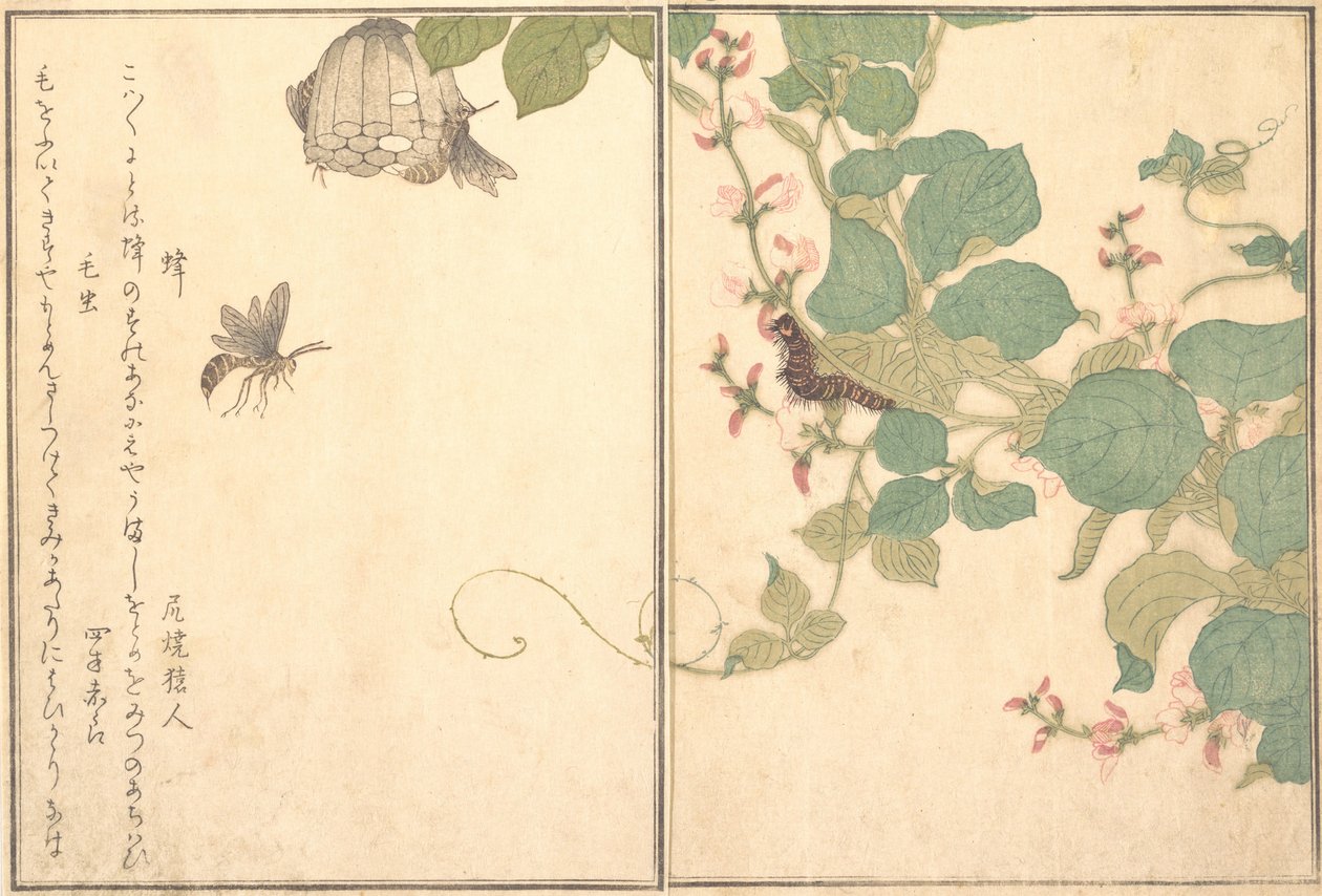 Papirhveps Hachi, Behåret Caterpillar Kemushi..., 1788. af Kitagawa Utamaro