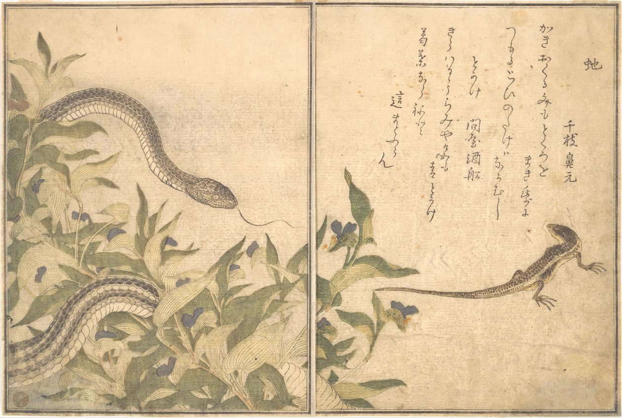 Rottesnog (Hebi); firben eller skink (Tokage), fra Billedbogen med krybende skabninger (Ehon mushi erami) af Kitagawa Utamaro
