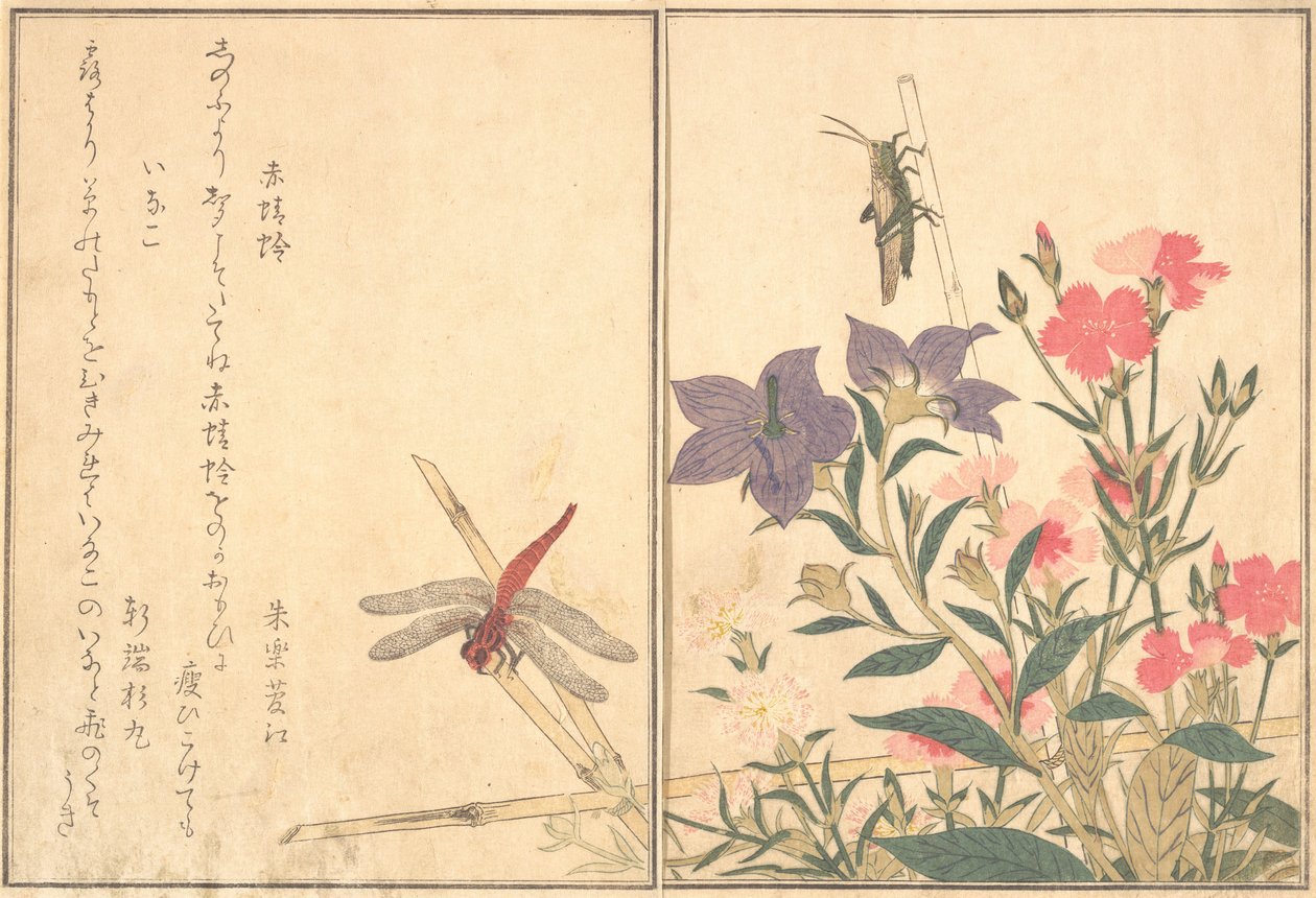 Red Dragonfly Akatonbo, Locust Inago..., 1788. af Kitagawa Utamaro