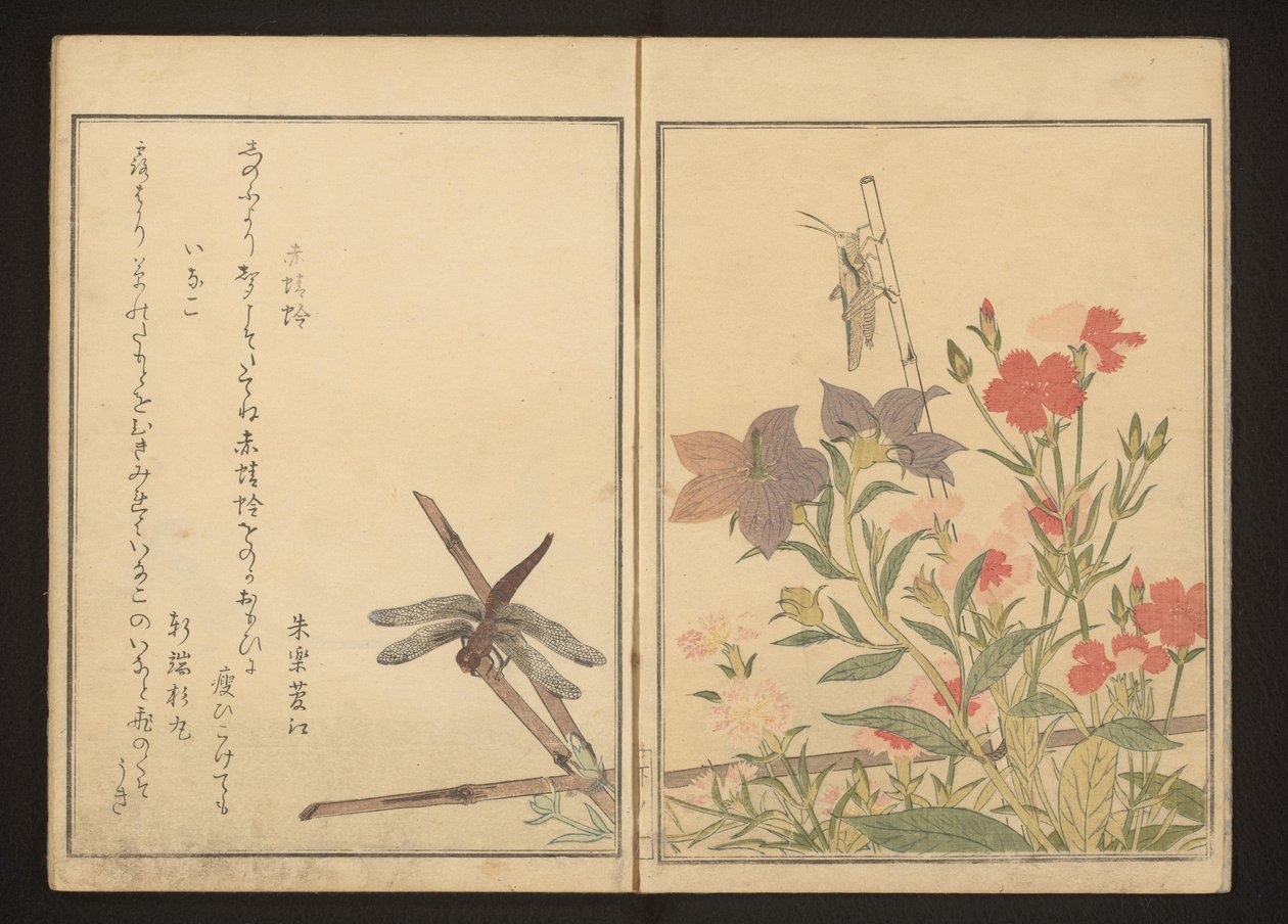 Rød guldsmede og græshoppe af pinks af Kitagawa Utamaro