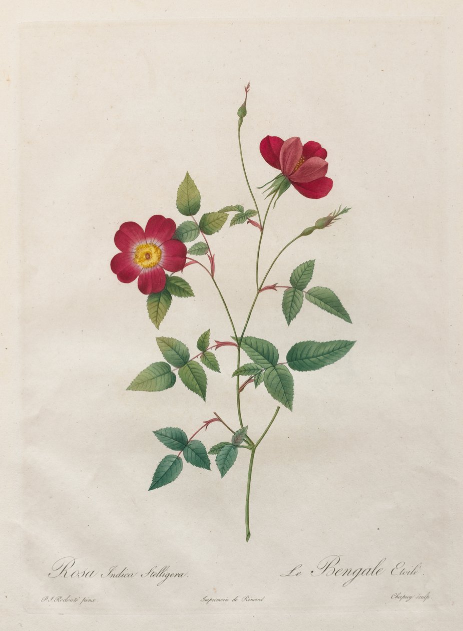 Rosa Indica Stelligera af Kitagawa Utamaro