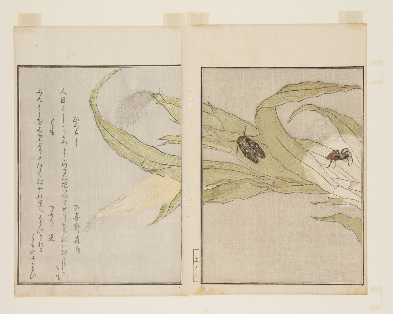 Edderkop (Kumo) og aftencikade (Higurashi) (træblok i farver) af Kitagawa Utamaro