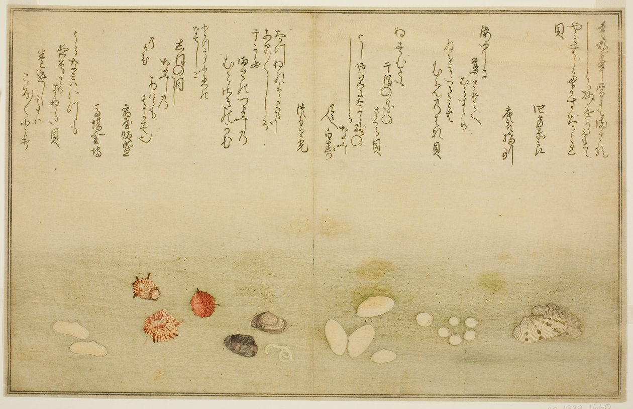 Sudare-gai, hana-gai, sakura-gai, mumeno-gai, nadeshiko-gai und kinuta-gai, aus dem illustrierten Buch "Geschenke von der Ebbe (Shiohi no tsuto)" von Kitagawa Utamaro