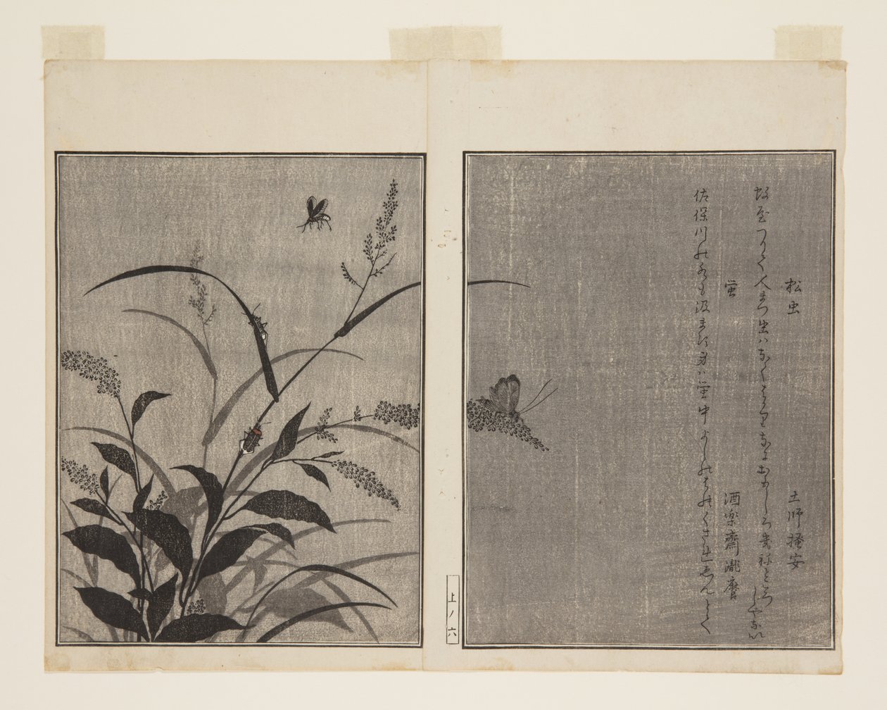 Tree Cricket (Matsumushi) og Firefly (Hotaru) (træbloktryk i farver) af Kitagawa Utamaro