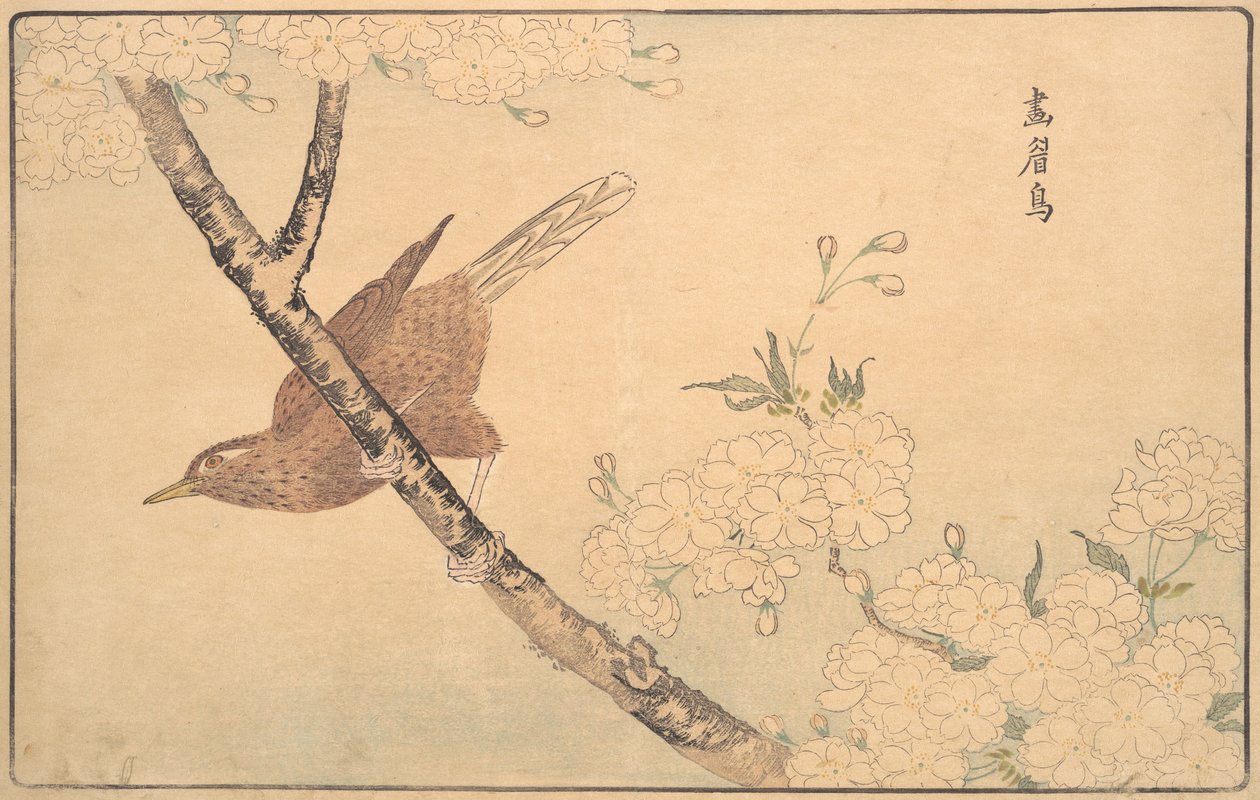 Den grå Drossel, 1789. af Kitao Masayoshi