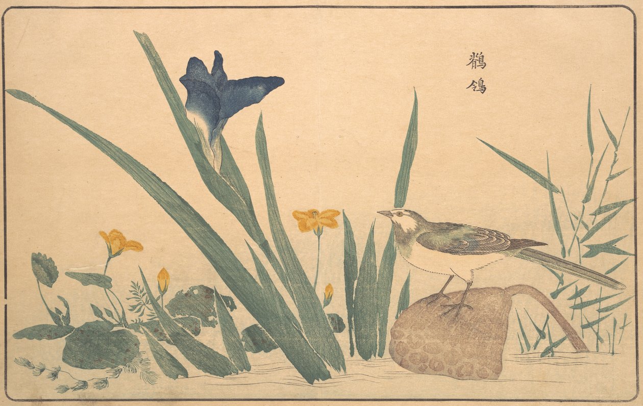Den brogede vipstjert, 1789. af Kitao Masayoshi