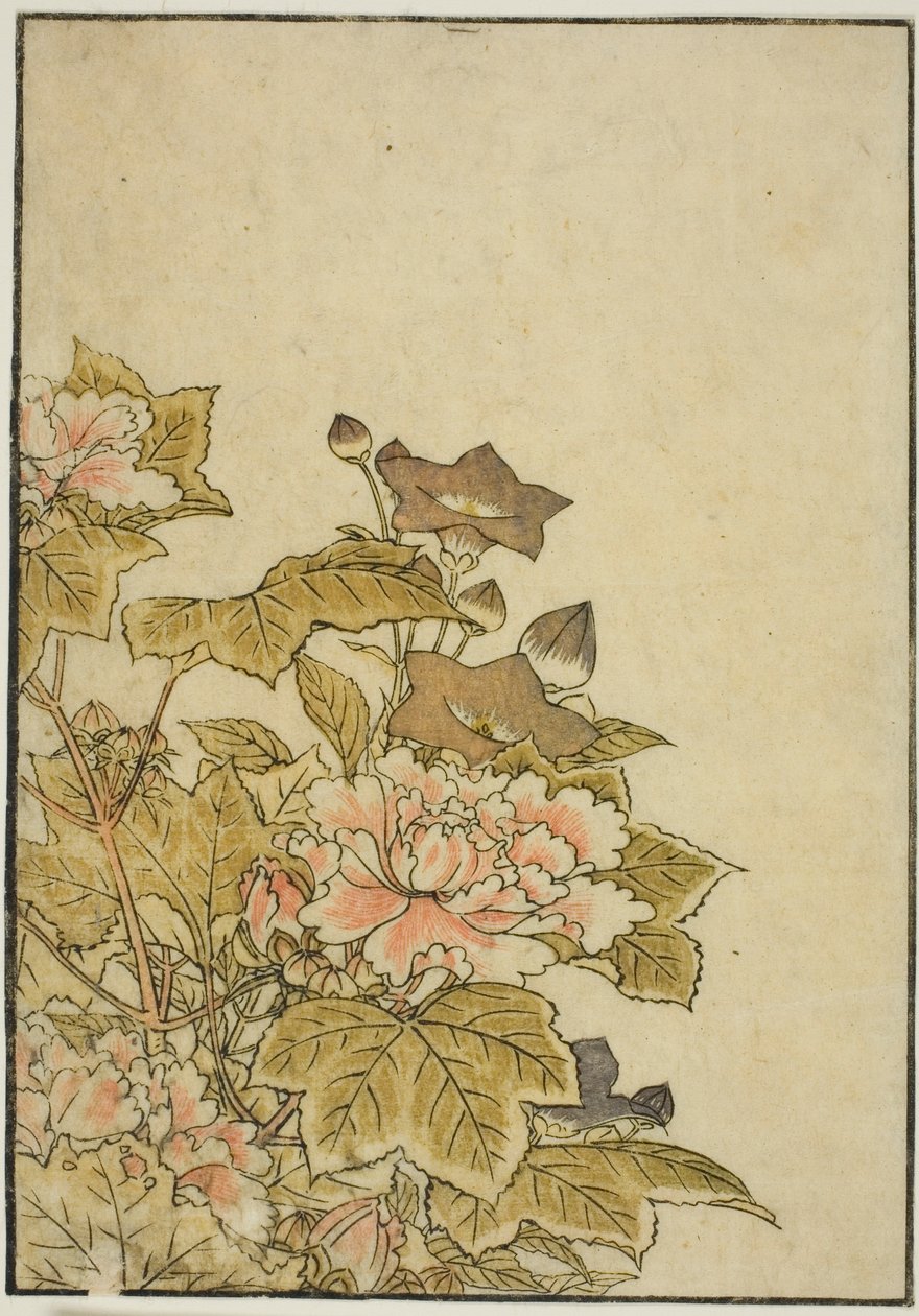 Autumn Flowers: Peonies and Bellflowers, fra bogen "Mirror of Beautiful Women of the Pleasure Quarters (Seiro bijin awase sugata kagami)," vol. ２ af Kitao Shigemasa