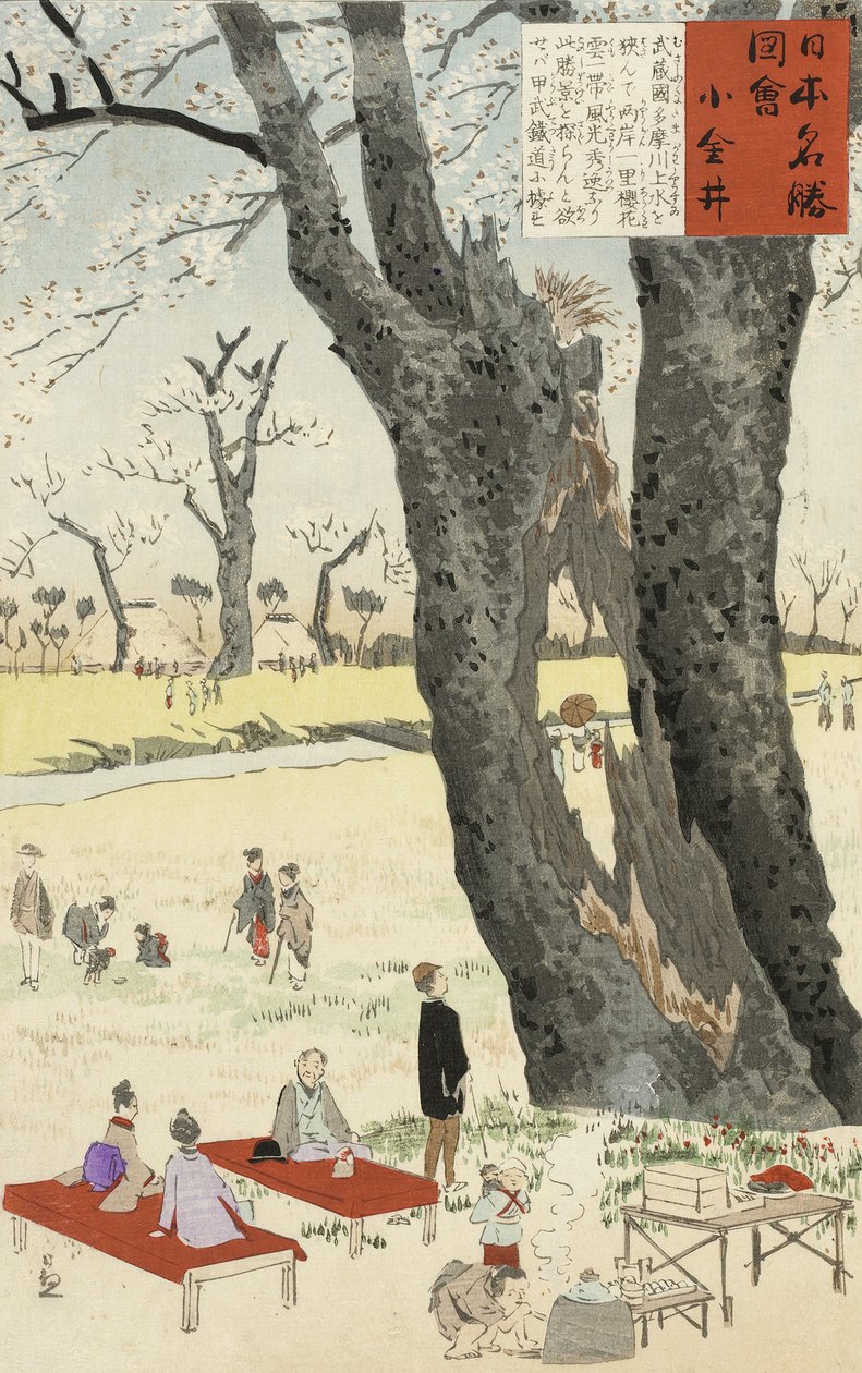 Koganei, Cherry Blossoms from Sketches of Famous Places in Japan, 1896 (farvet træbloktryk) af Kobayashi Kiyochika