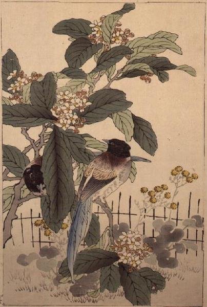 Blåhalefugle blandt blomsten fra Bunrei Kacho Gafu, pub. 1885 af Kono Bairei