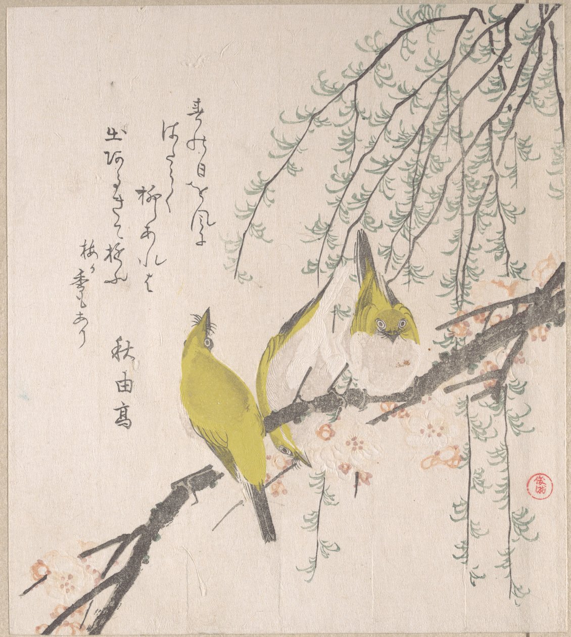 Japanske hvidøjer med blommetræ og pil, fra albummet »Forårsregn« (Harusame surimono-jō, bind 3) af Kubo Shunman