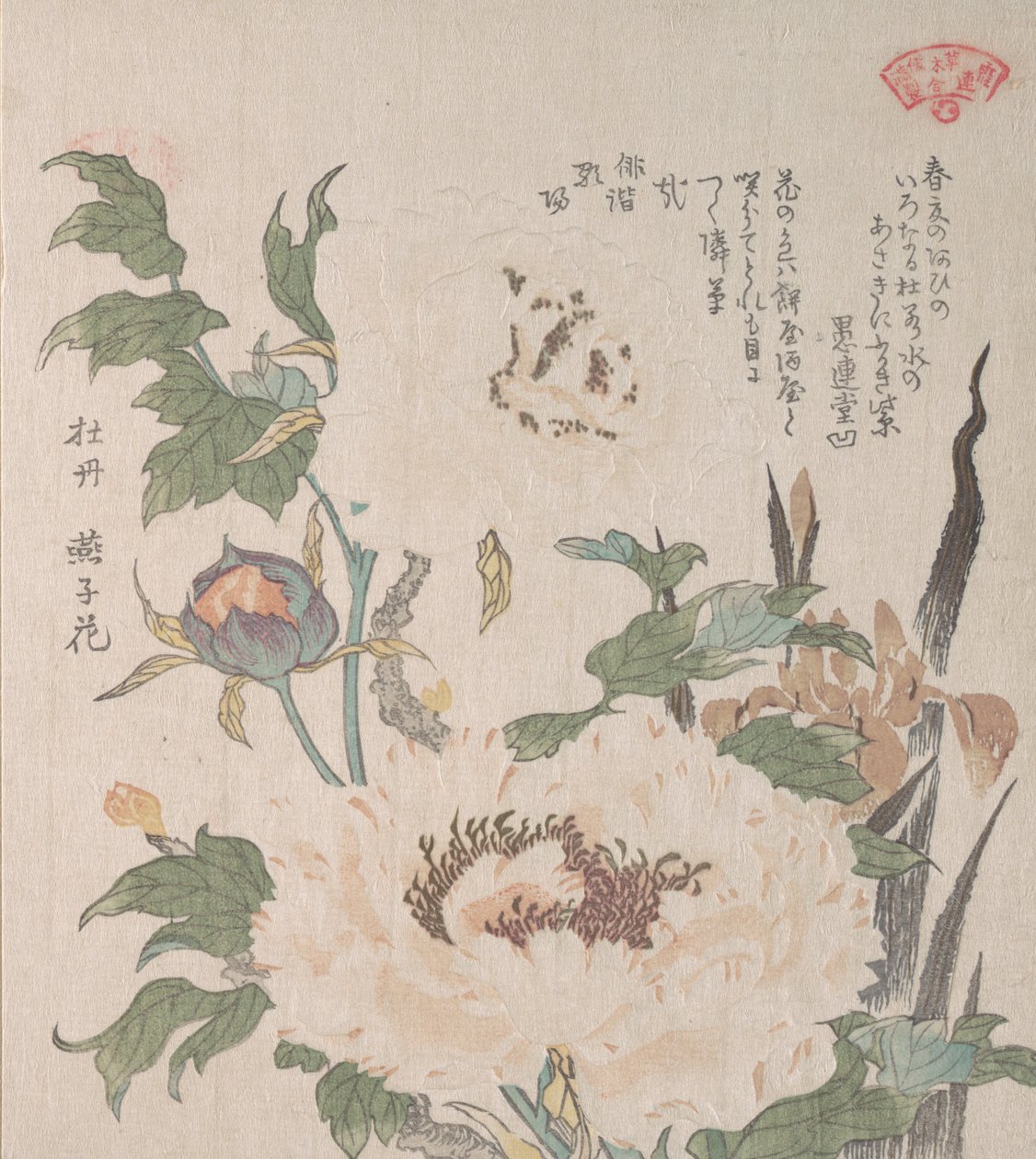Pæoner og Iris, 1800-tallet. af Kubo Shunman
