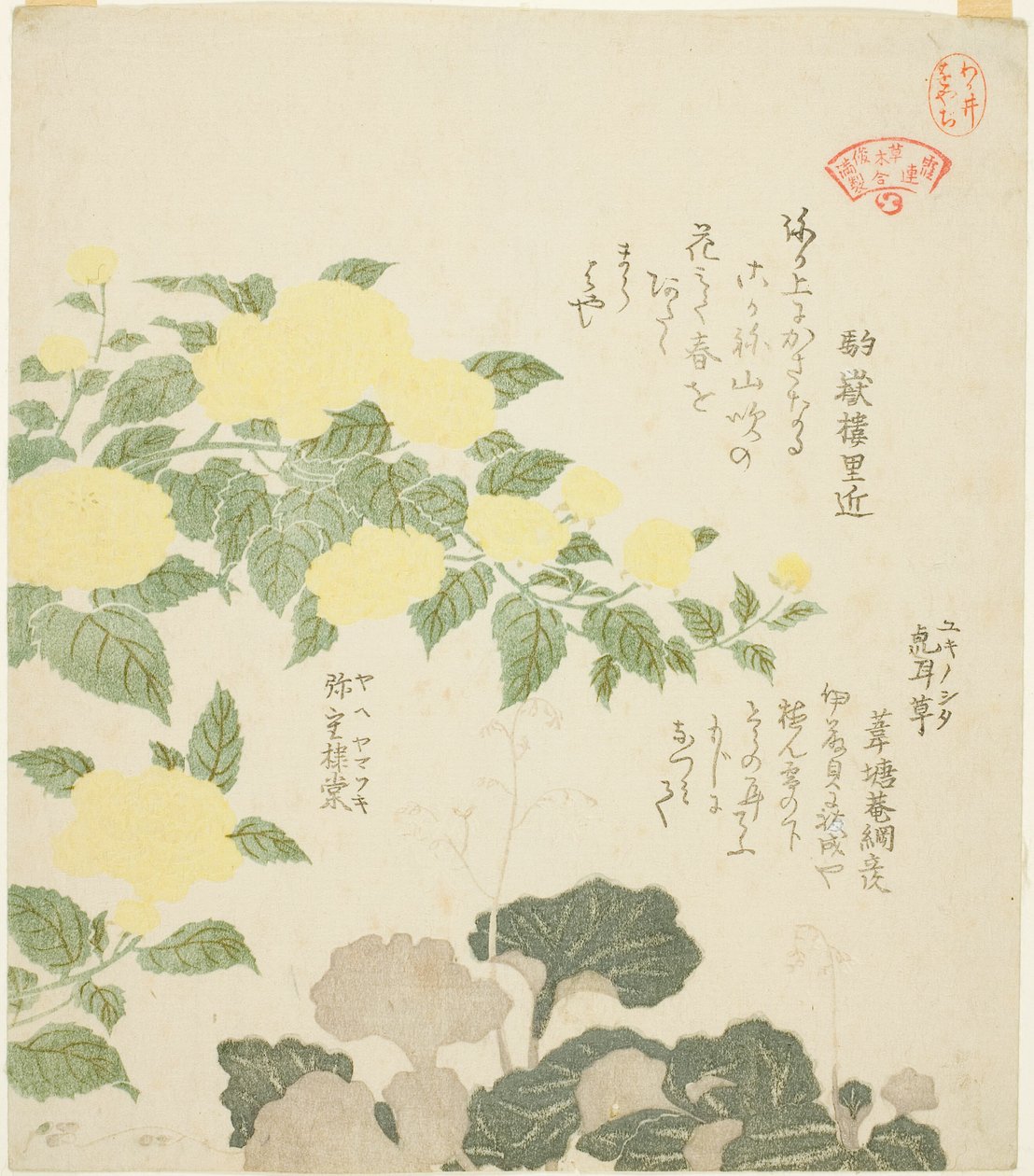 Yellow Roses (Yae yamabuki) og Creeping Saxifrages (Yukinoshita), fra serien "Collection of Plants for the Kasumi Poetry Circle (Kasumi-ren somoku awase)" af Kubo Shunman