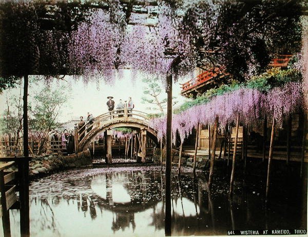 Wisteria ved Kameido, Tokyo (håndkoloreret albumenprint på kort) af Kusakabe (attr. to) Kimbei