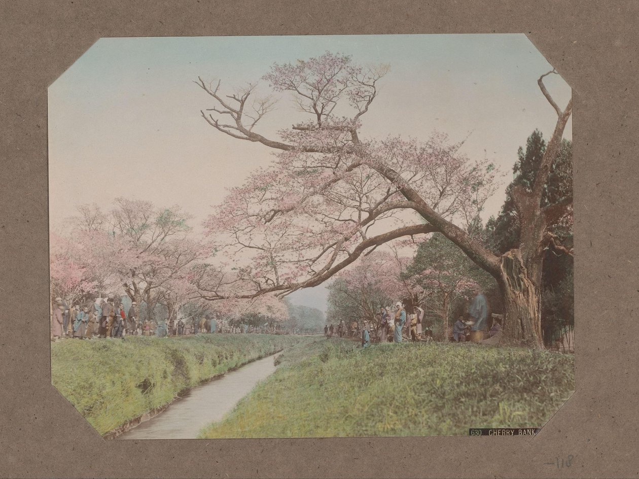 Mennesker og kirsebærblomster på hver side af en å i Koganei, Tokyo, Japan af Kusakabe Kimbei