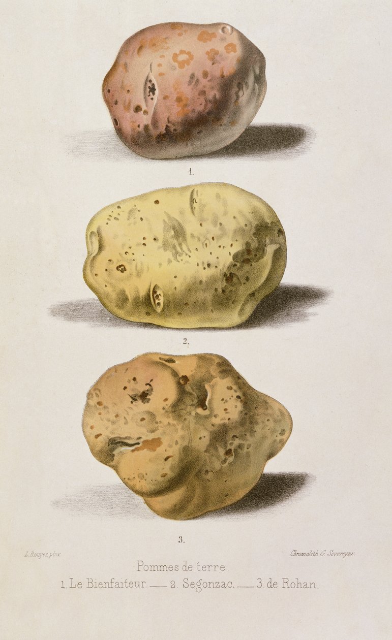 Botanisk tallerken med tre forskellige kartoffelsorter, indgraveret af G. Severeyns (chromolitho) af L. Rouyer