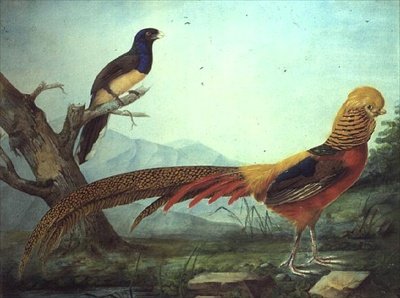 En guldfasan og en trogon (akvarel og gouache) af L.F.A. Panhuts