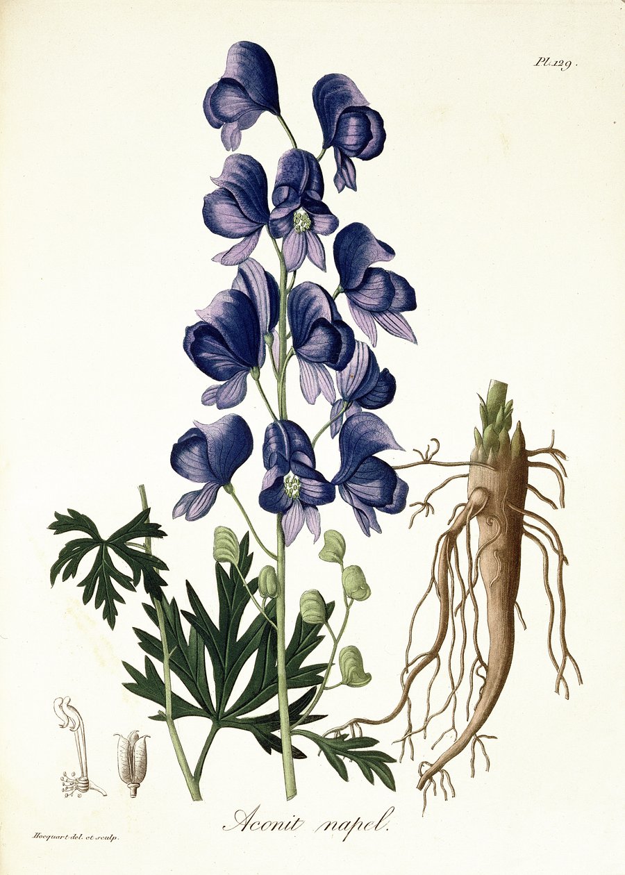 Aconitum Napellus fra "Phytographie Medicale" af Joseph Roques (1772-1850), udgivet i 1821 af L.F.J. Hoquart