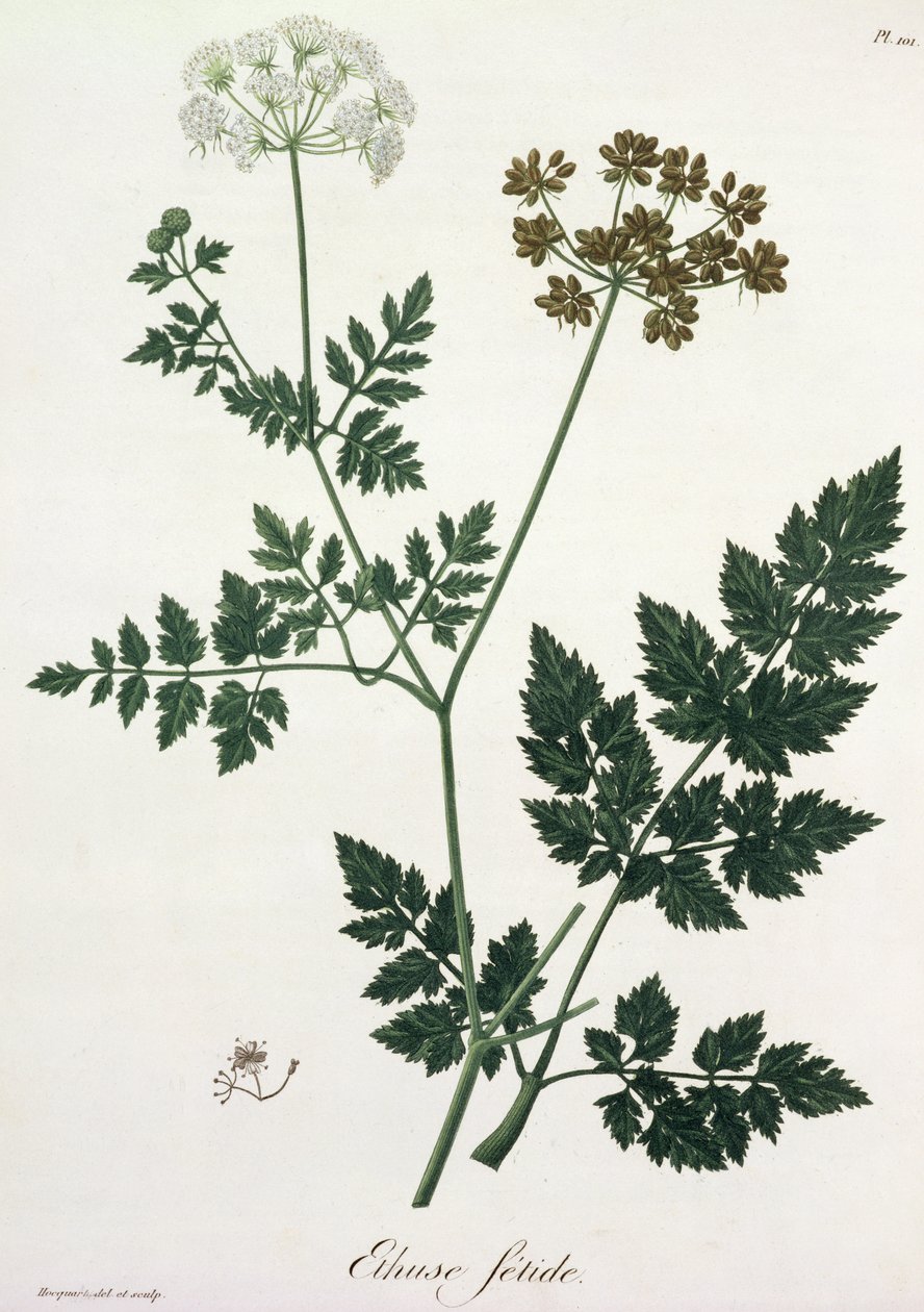 Aethusa Cynapium fra 