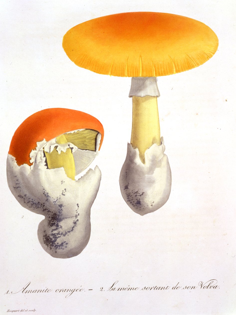 Amanita Caesaria fra "Phytographie Medicale" af Joseph Roques (1772-1850), udgivet i 1821 af L.F.J. Hoquart