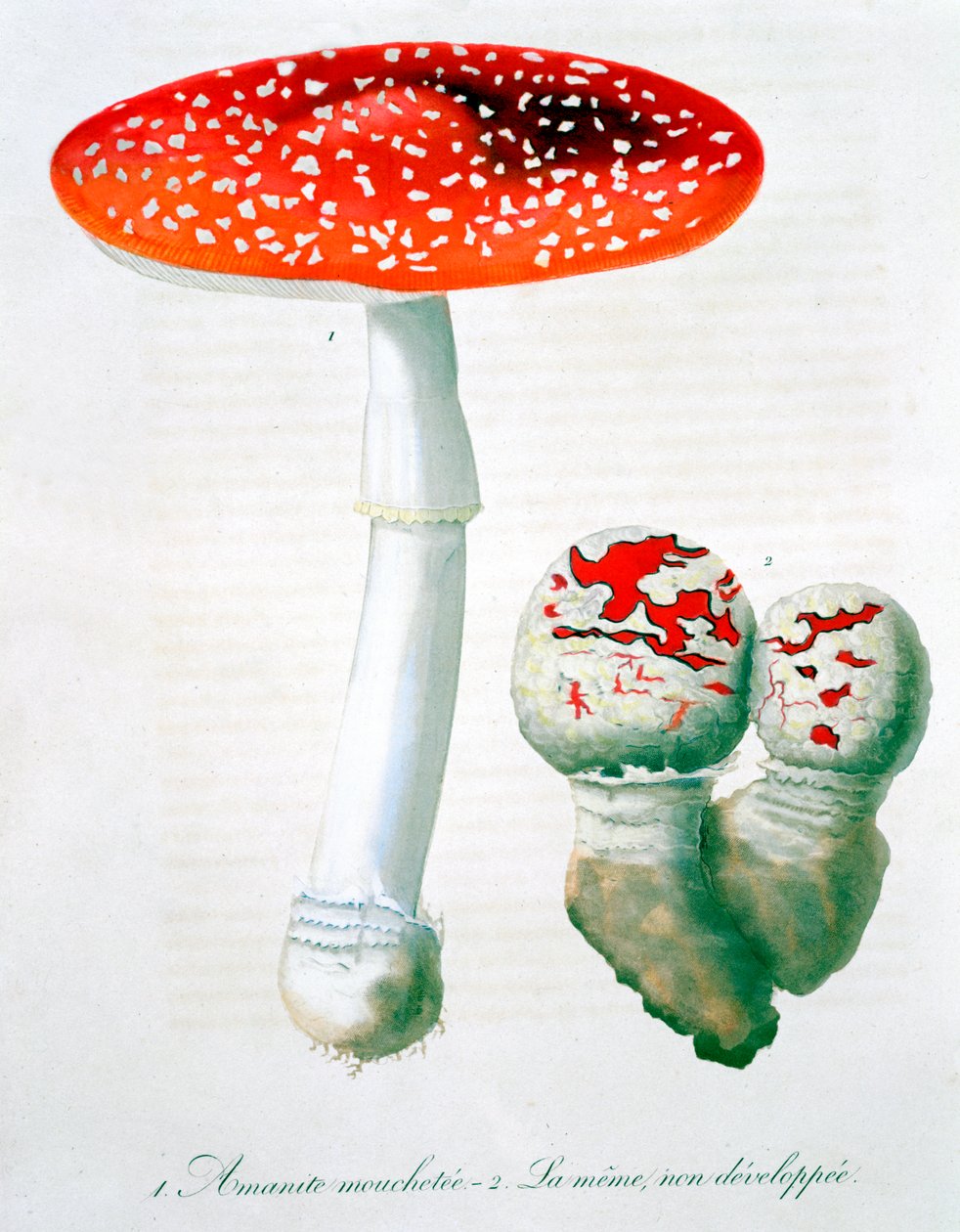 Amanita Muscaria fluesvamp, 1821 af LFJ Hoquart