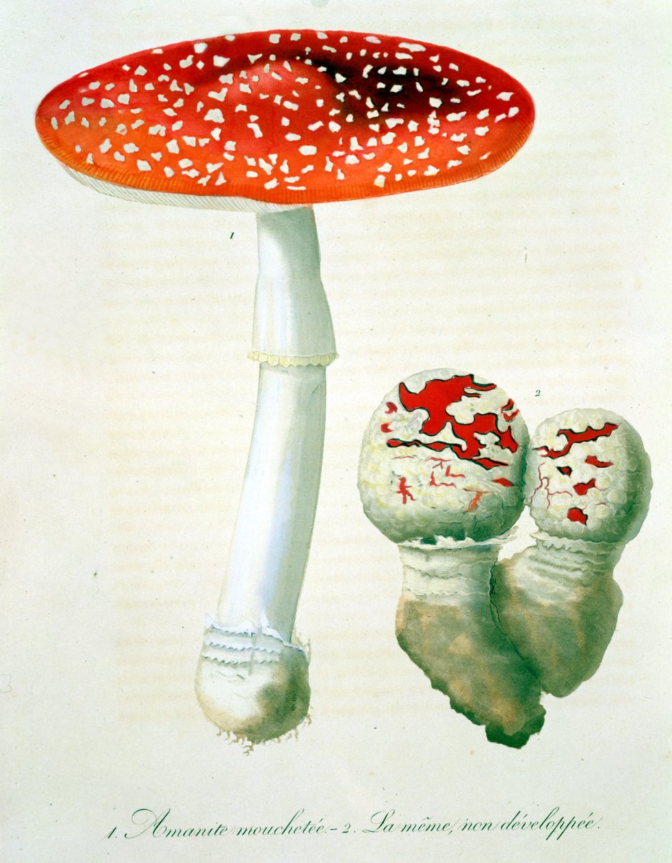 Amanita Muscaria fra 