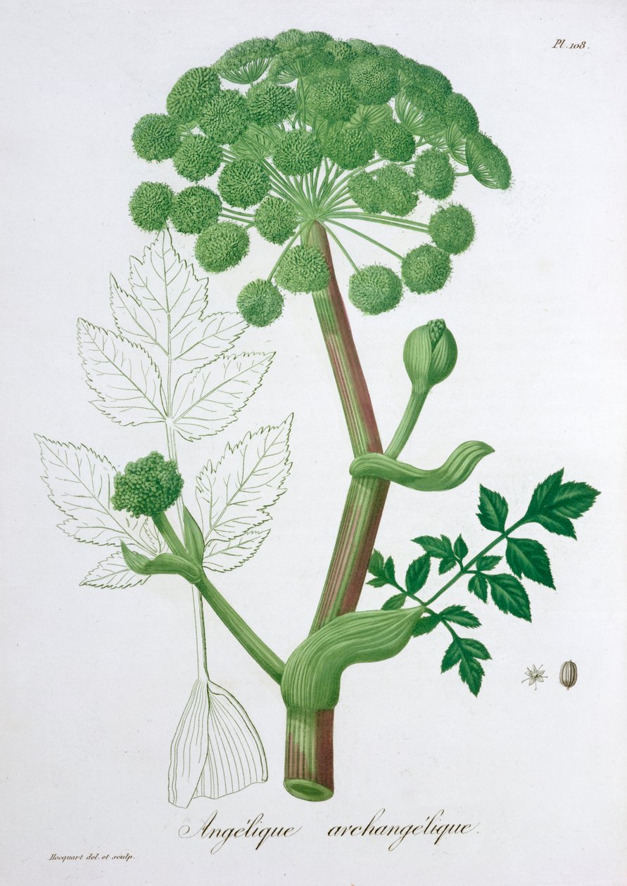 Angelica Archangelica Garden Angelica, 1821 af LFJ Hoquart