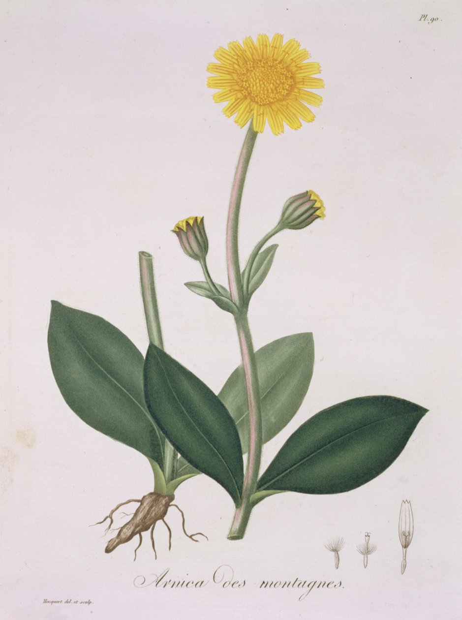 Arnica Montana fra 
