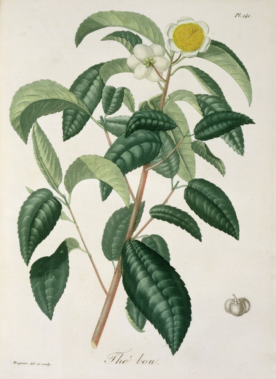 Camellia Thea fra 