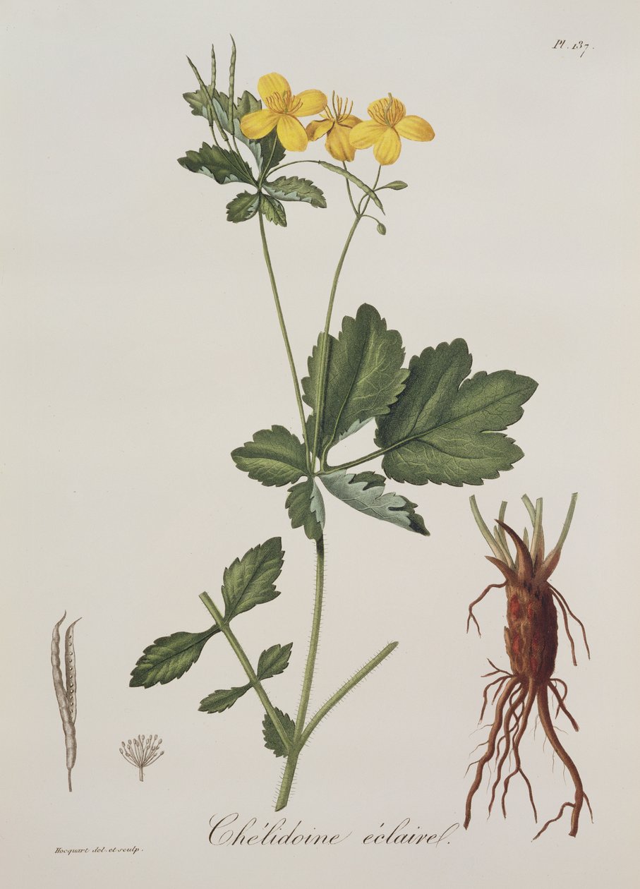 Chelidonium Majus fra Photographie Medicale af Joseph Roques (1772-1850), udgivet i 1821 af L.F.J. Hoquart